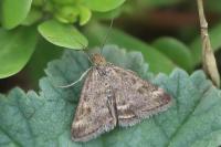 Pyrausta despicata