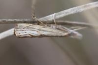 Agriphila geniculea