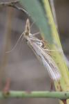 Agriphila inquinatella