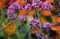 Lycaena phlaeas
