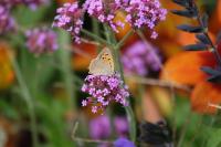 Lycaena phlaeas