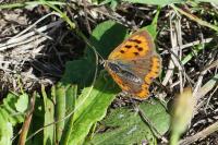 Lycaena phlaeas