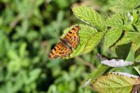Polygonia c-album