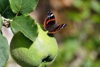 Vanessa atalanta