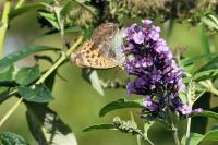Argynnis paphia