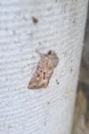 Luperina testacea