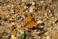 Polygonia c-album