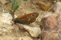 Pyronia tithonus