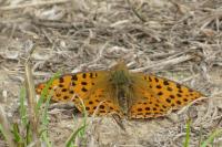 Issoria lathonia