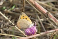 Lycaena phlaeas
