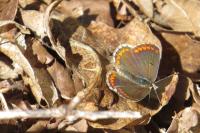 Aricia agestis
