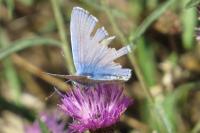 Polyommatus icarus