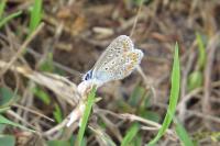 Polyommatus icarus