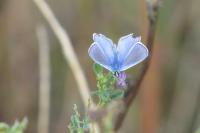 Polyommatus icarus