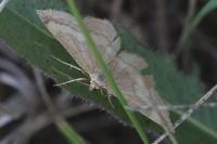 Scopula rubiginata