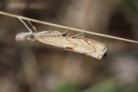 Agriphila geniculea
