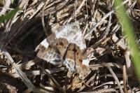 Acontia lucida