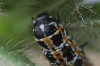 Ethmia bipunctella