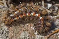 Acronicta rumicis
