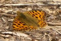 Issoria lathonia