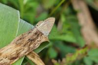 Lampides boeticus