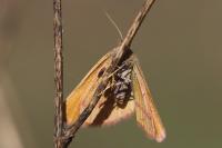 Lythria purpuraria