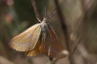 Lythria purpuraria