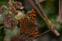 Polygonia c-album