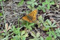 Boloria dia