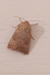 Hoplodrina ambigua