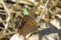 Lycaena phlaeas