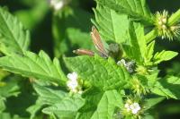 Polyommatus icarus