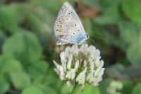 Polyommatus icarus