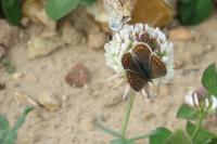 Polyommatus icarus