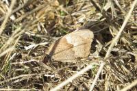 Maniola jurtina