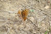 Issoria lathonia
