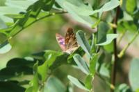 Apatura ilia