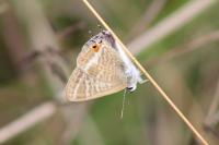Lampides boeticus