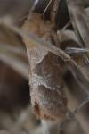 Triodia sylvina