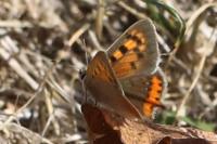 Lycaena phlaeas