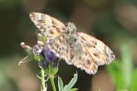 Carcharodus alceae
