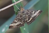 Pyrausta despicata