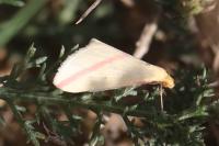Rhodometra sacraria