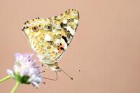 Vanessa cardui