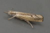 Agriphila geniculea