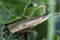 Agriphila geniculea