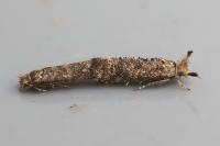 Ochsenheimeria taurella