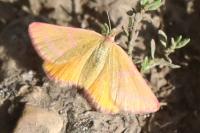 Lythria purpuraria