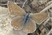 Polyommatus icarus