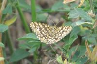 Chiasmia clathrata